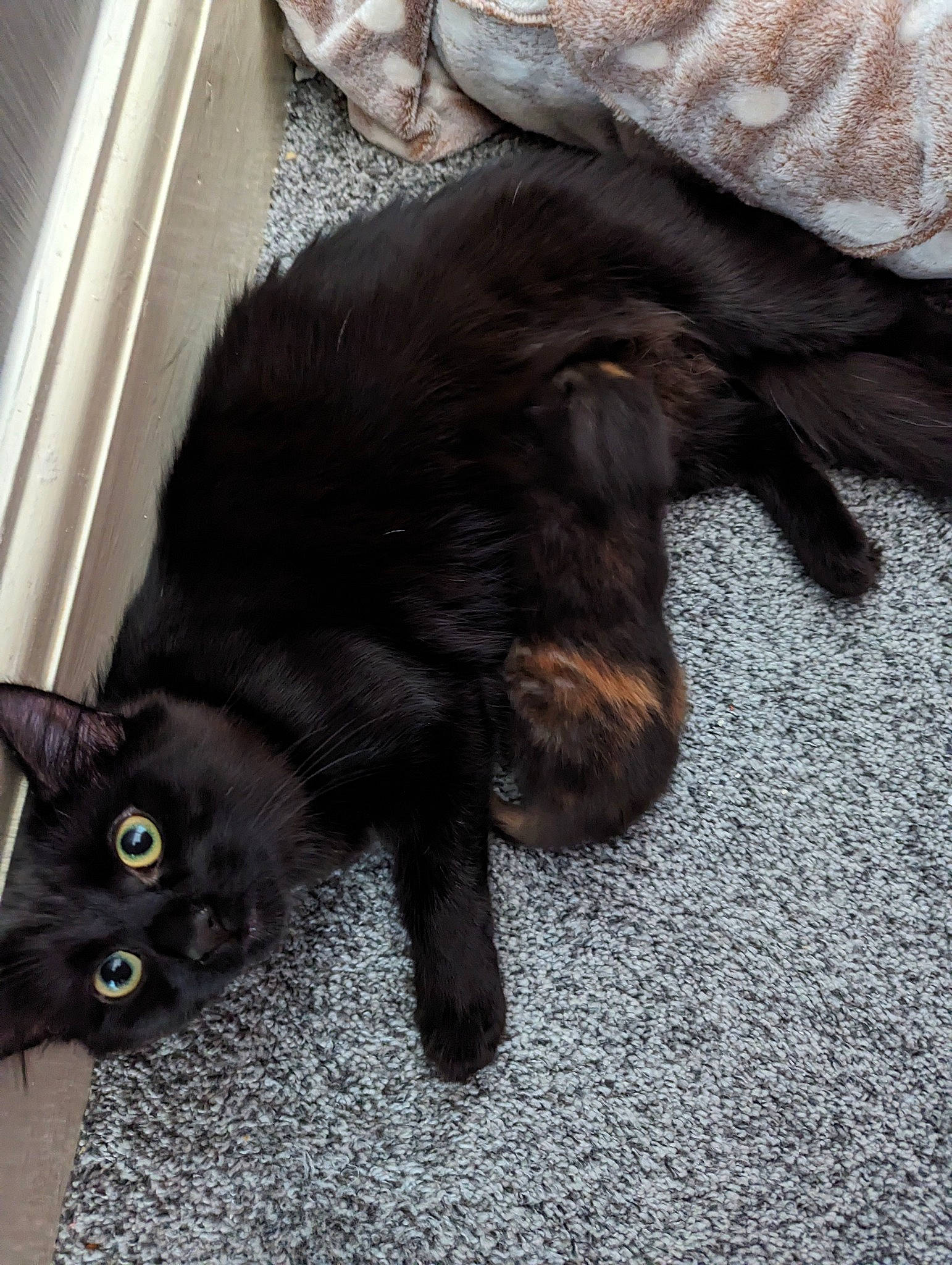 Bella joined the competition — help win amazing prizes! black_cat, bombay, carnivore, cat, claw, dog_breed, domestic_short_haired_cat, felidae, flooring, fur, liver, mammal, paw, plant, small_to_medium_sized_cats, tail, terrestrial_animal, vertebrate, whiskers