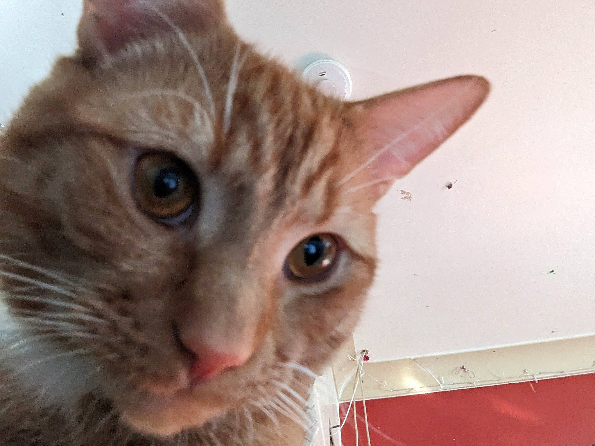 Nacho joined the competition — help win amazing prizes! carnivore, cat, close_up, curious, domestic_short_haired_cat, ear, event, fawn, felidae, fur, iris, small_to_medium_sized_cats, snout, whiskers