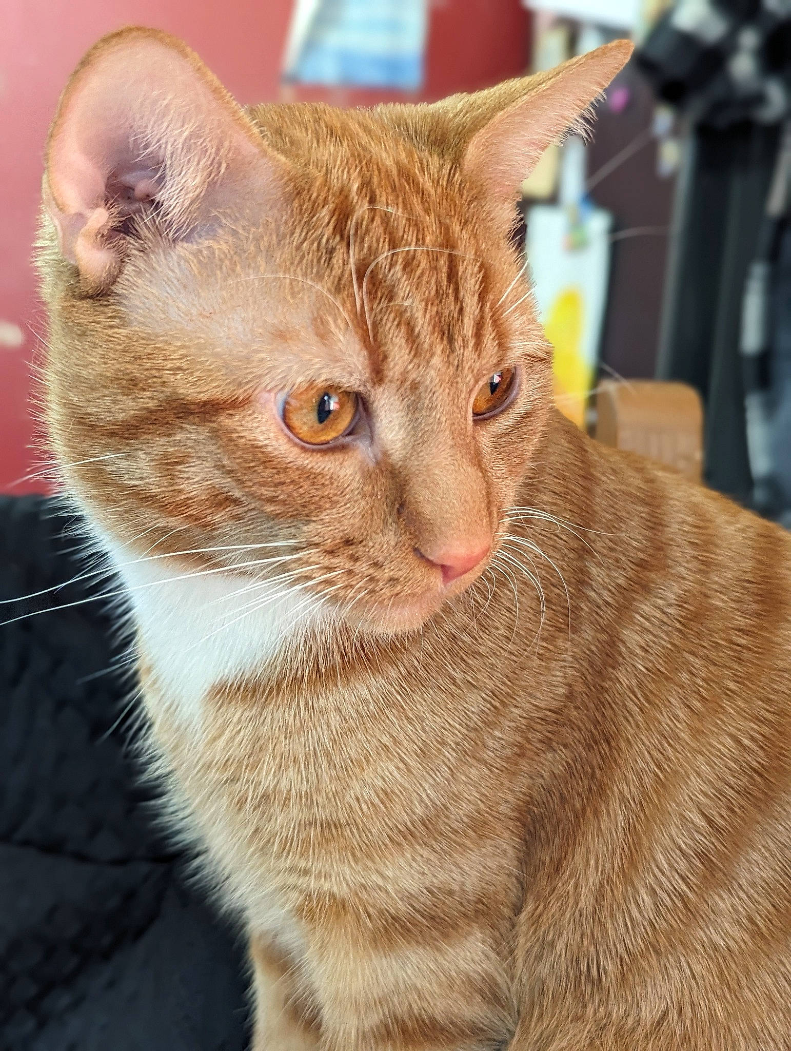 Nacho is registered to the contest to win money with this photo: carnivore, cat, domestic_short_haired_cat, eye, fawn, felidae, fur, pet_supply, sitting, small_to_medium_sized_cats, snout, terrestrial_animal, whiskers, window, wrinkle