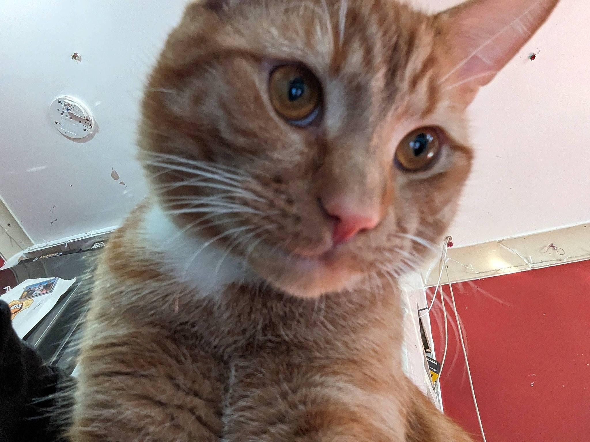 Nacho joined the competition — help win amazing prizes! carnivore, cat, cat_supply, claw, curious, domestic_short_haired_cat, ear, fawn, felidae, fur, paw, pet_supply, small_to_medium_sized_cats, snout, whiskers