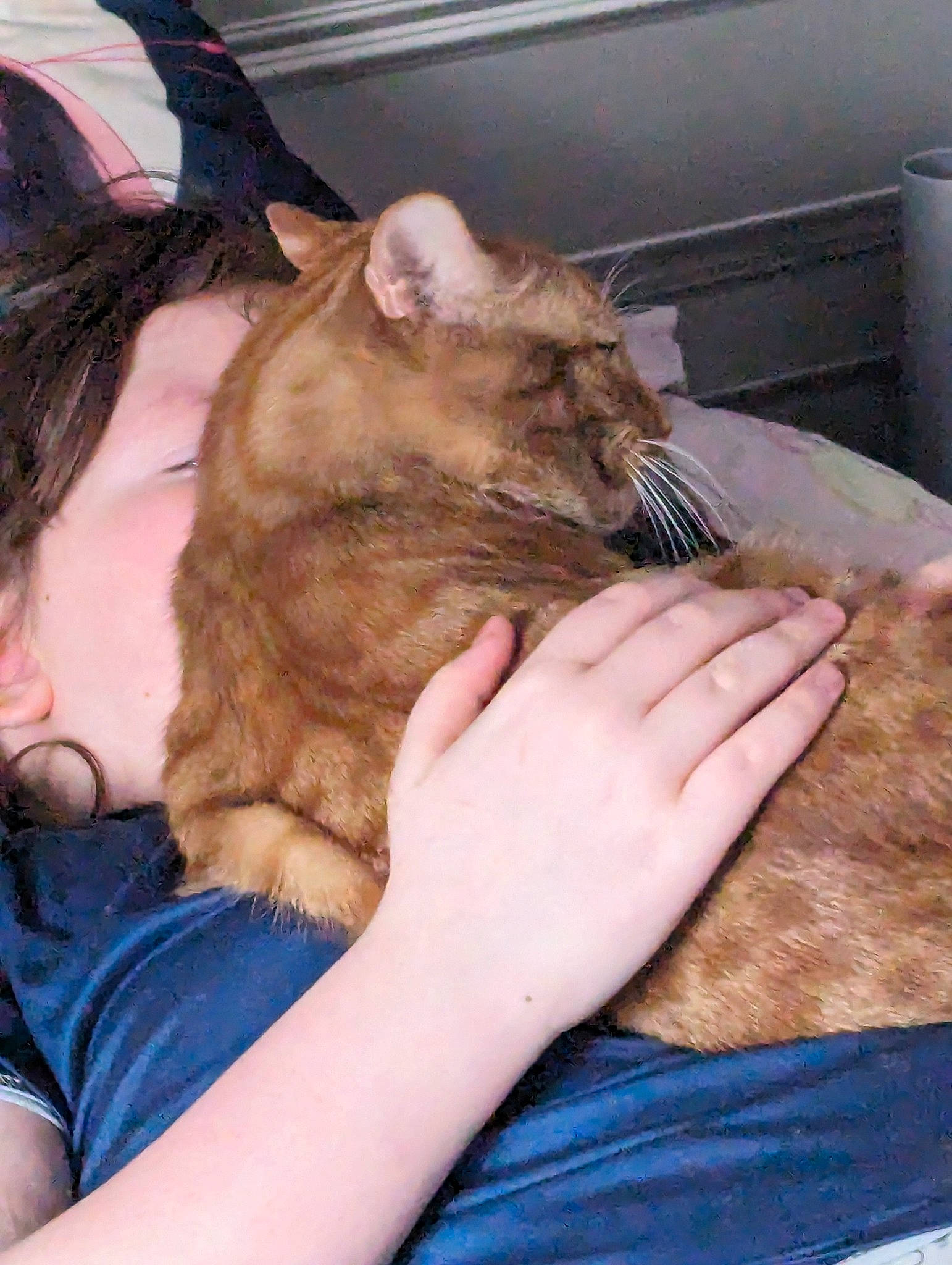 Nacho joined the competition — help win amazing prizes! canidae, carnivore, cat, claw, comfort, companion_dog, domestic_short_haired_cat, ear, fawn, felidae, fur, gesture, lap, nail, nap, paw, sitting, small_to_medium_sized_cats, snout, whiskers