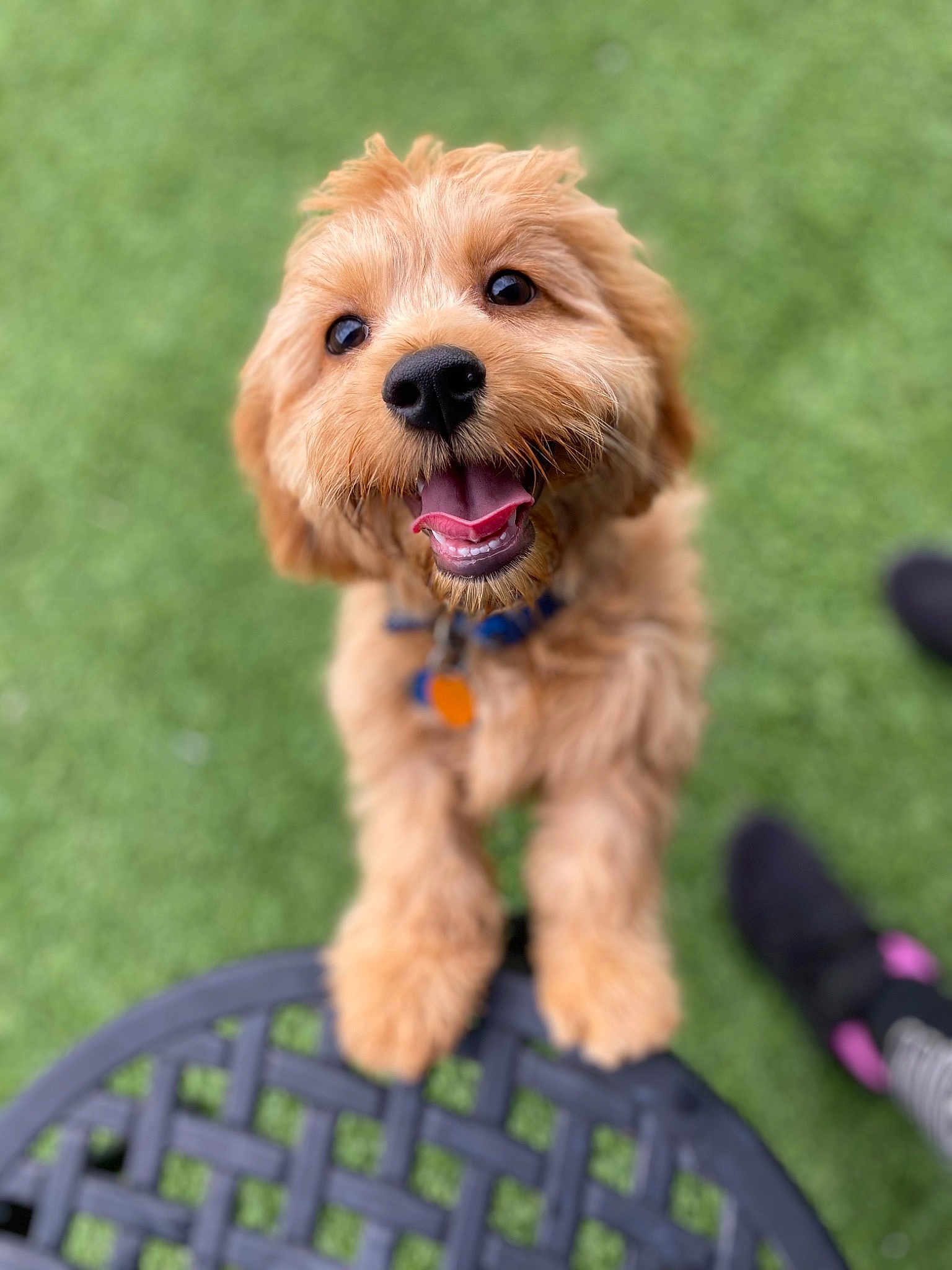 Tobi