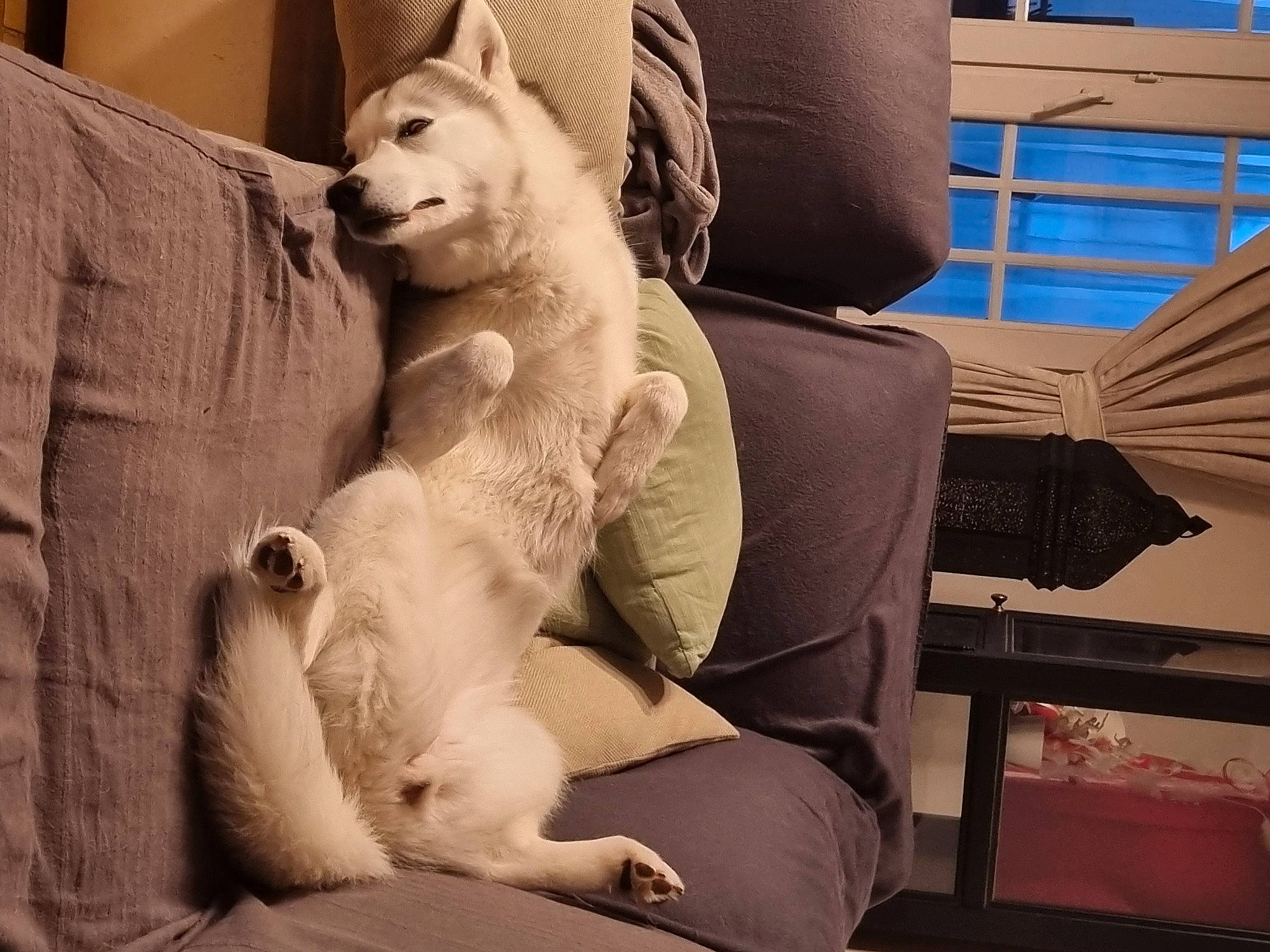 Ulka participe au concours pour gagner de l'argent avec cette photo : canidae, carnivore, comfort, companion_dog, couch, dog, dog_breed, fawn, felidae, foot, fur, human_leg, lap, paw, sitting, snout, stuffed_toy, thigh, whiskers, white