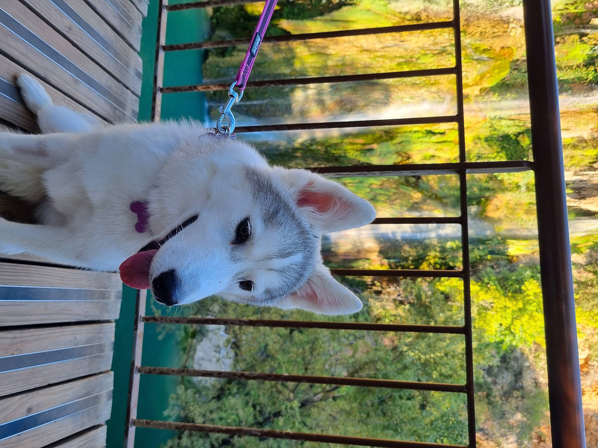 Ulka a rejoint le concours — aidez-le/la à gagner de superbes lots ! canidae, carnivore, dog_breed, eye, fence, fur, grass, home_fencing, landscape, line, mesh, metal, pasture, plant, snout, terrestrial_animal, tree, wildlife, wire_fencing, wood