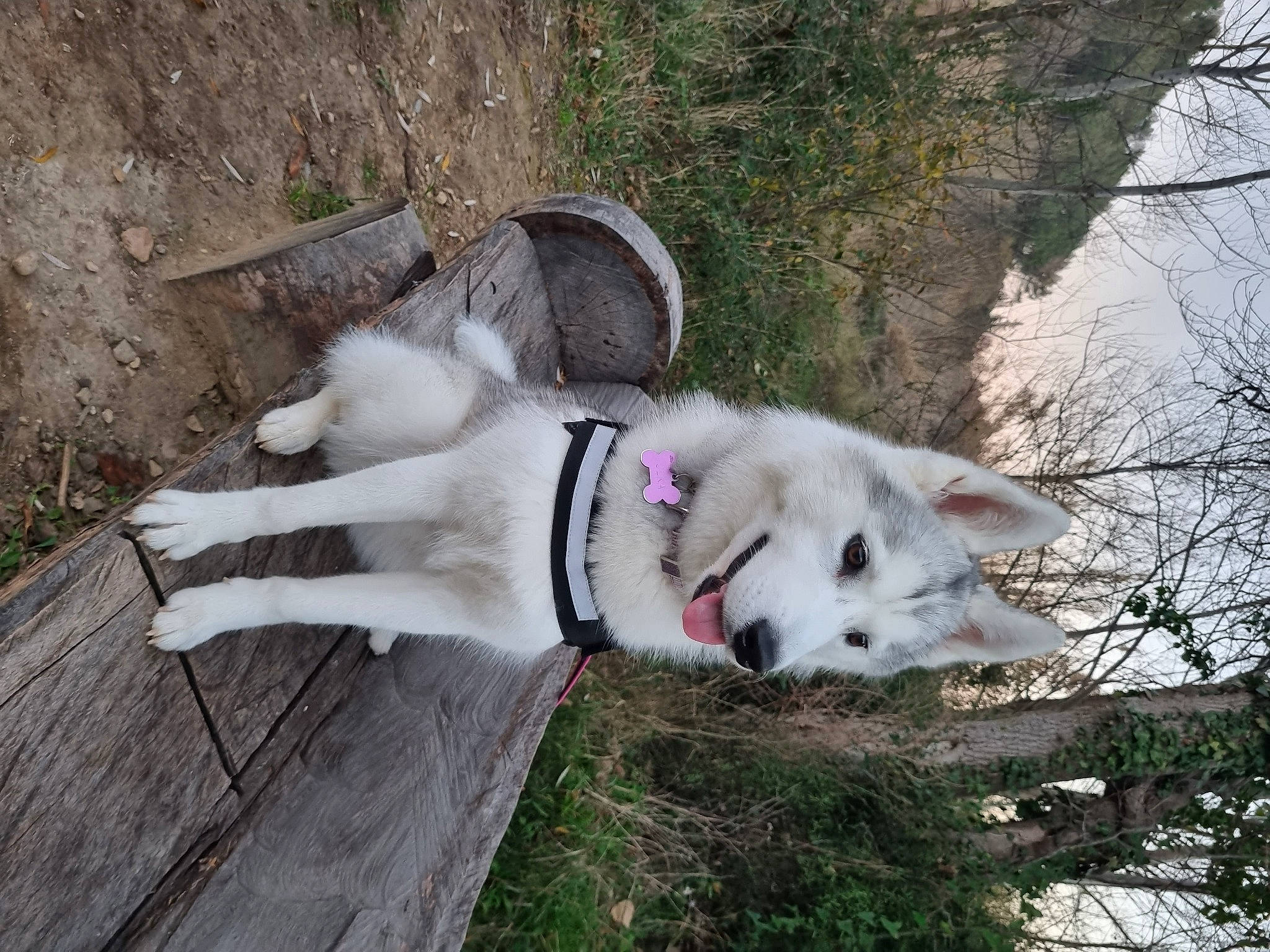 Ulka a rejoint le concours — aidez-le/la à gagner de superbes lots ! canadian_eskimo_dog, canidae, canis, carnivore, collar, companion_dog, dog, dog_breed, non_sporting_group, plant, recreation, siberian_husky, sled_dog, sporting_group, tail, tree, wolf, wood, working_animal, working_dog