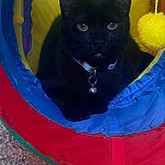 Twix is registered to the contest to win money with this photo: black_cat, cat, pet, animal, collar, bell, play_tunnel, colorful, blue, yellow, red, purple, carpet, indoor, feline, cute, closeup, resting, looking, cozy