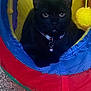 black_cat, cat, pet, animal, collar, bell, play_tunnel, colorful, blue, yellow, red, purple, carpet, indoor, feline, cute, closeup, resting, looking, cozy