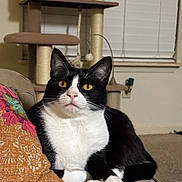 Reggie is registered to the contest to win money with this photo: cat, black_and_white, pet, feline, indoor, couch, pillow, cat_tree, window_blinds, relaxed, animal, whiskers, ears, paw, fur, domestic, mammal, home, cozy, resting