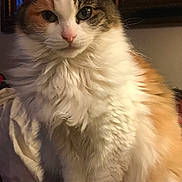 Calli joined the competition — help win amazing prizes! cat, calico, fluffy, indoor, pet, feline, portrait, animal, whiskers, green_eyes, fur, cute, sitting, closeup, face, ears, nose, cozy, blanket, home