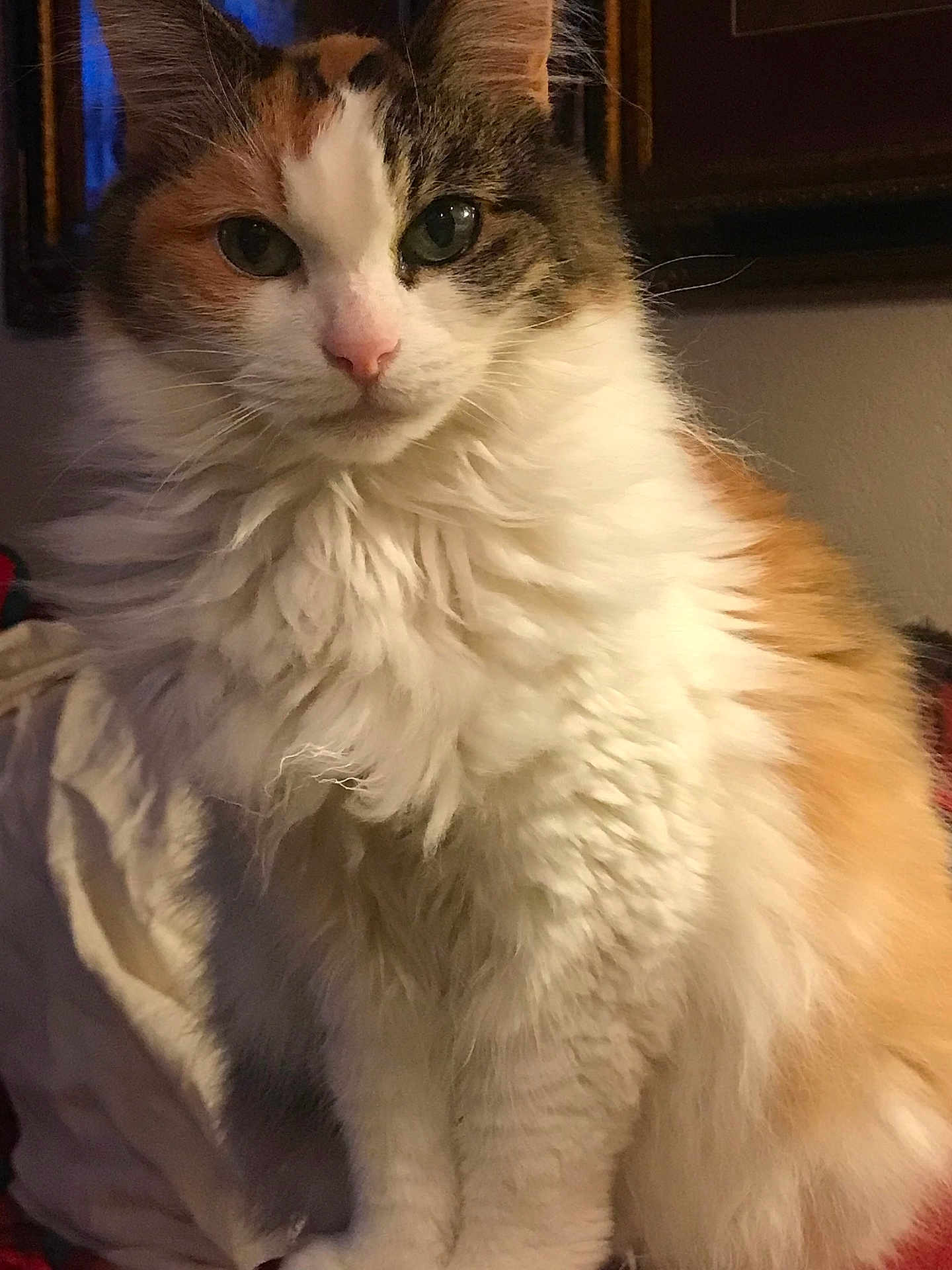 Calli joined the competition — help win amazing prizes! cat, calico, fluffy, indoor, pet, feline, portrait, animal, whiskers, green_eyes, fur, cute, sitting, closeup, face, ears, nose, cozy, blanket, home