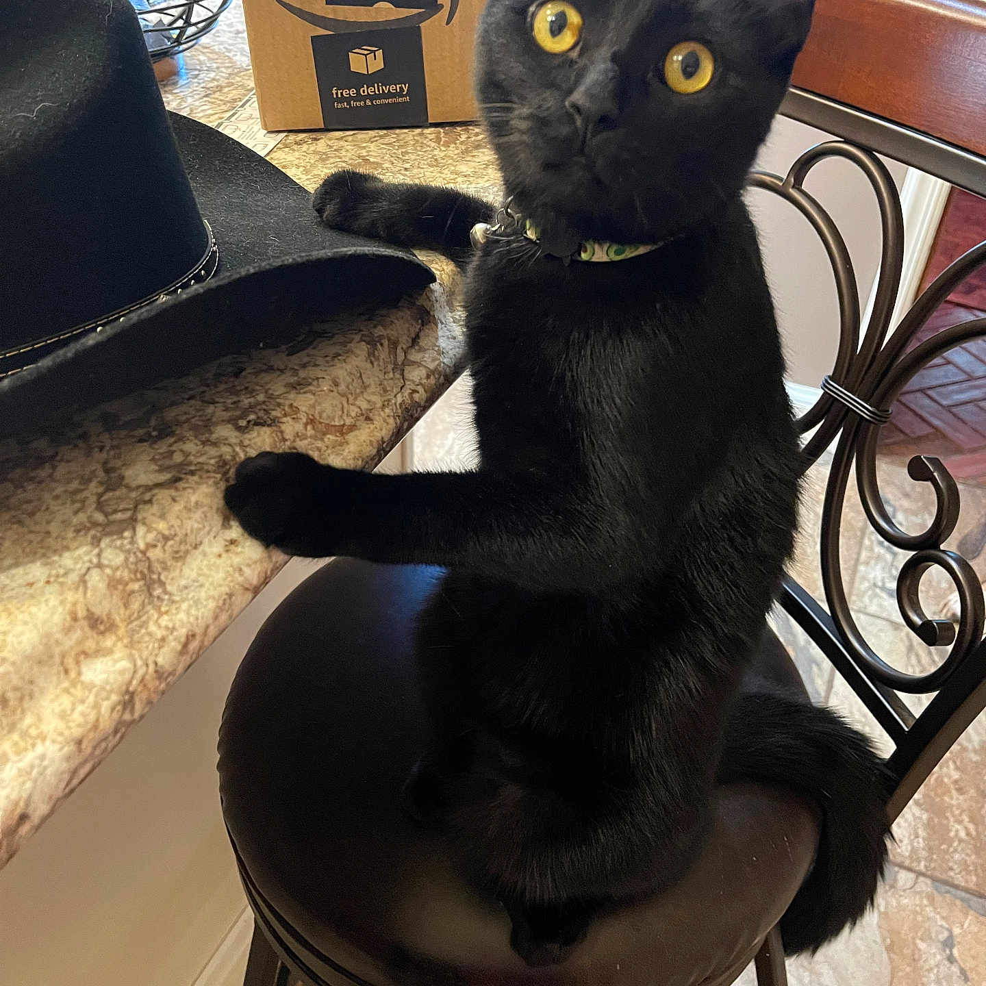 Salem is registered to the contest to win money with this photo: abyssinian, animal, architecture, barstool, blackcat, box, cat, chair, clothing, couch, cowboyhat, cushion, furniture, hat, homedecor, indoors, kitten, manx, pet, sunhat