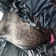 Martha Stewart is registered to the contest to win money with this photo: black_cat, cat, pet, sleeping, relaxed, collar, pink_collar, fur, animal, indoor, bed, blanket, fabric, satin, texture, cozy, resting, domestic_cat, soft, comfort