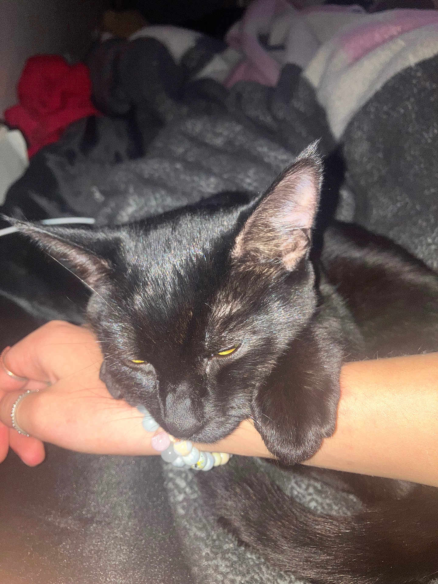 Martha Stewart is registered to the contest to win money with this photo: black_cat, cat, pet, animal, sleepy, resting, arm, bracelets, beads, hand, feline, cozy, blanket, indoor, closeup, fur, ears, whiskers, domestic_cat, comfort