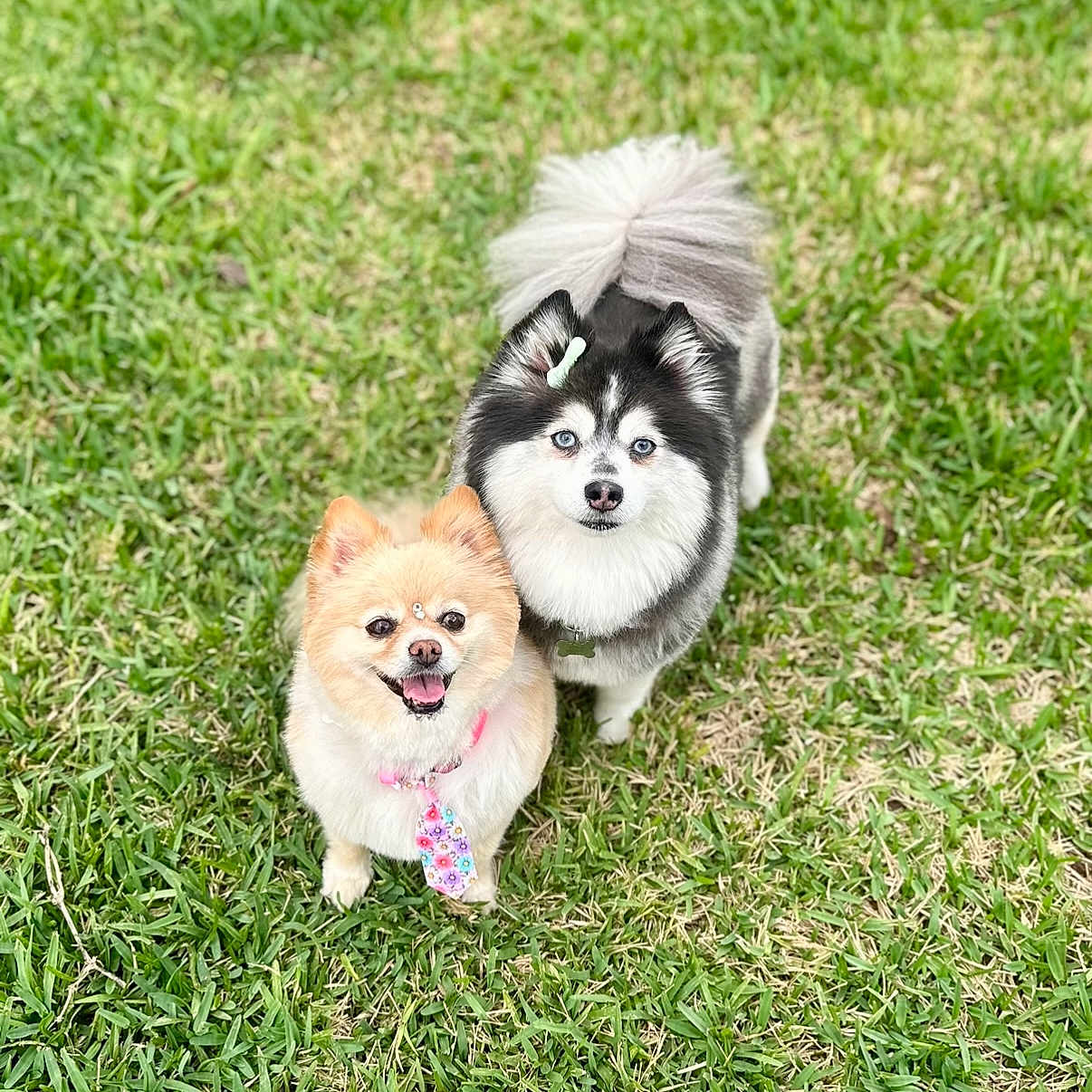 Maiya is registered to the contest to win money with this photo: animal, canine, dog, eskimodog, face, field, grass, grassland, head, husky, lawn, nature, outdoors, person, pet, photography, plant, portrait, puppy, vegetation