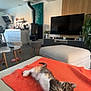 Chacha a rejoint le concours — aidez-le/la à gagner de superbes lots ! kitten, cat, orange_blanket, couch, living_room, television, stool, coffee_table, carpet, plant, wood_burning_stove, modern_furniture, cozy, relaxing, indoor, pet, furniture, home, cute, stretching