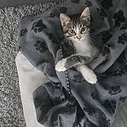 Chacha participe au concours pour gagner de l'argent avec cette photo : animal, blanket, carpet, cat, cozy, curious, cushion, cute, feline, floor, fur, grey_blanket, indoor, kitten, paw_prints, pet, relaxing, small, whiskers, young
