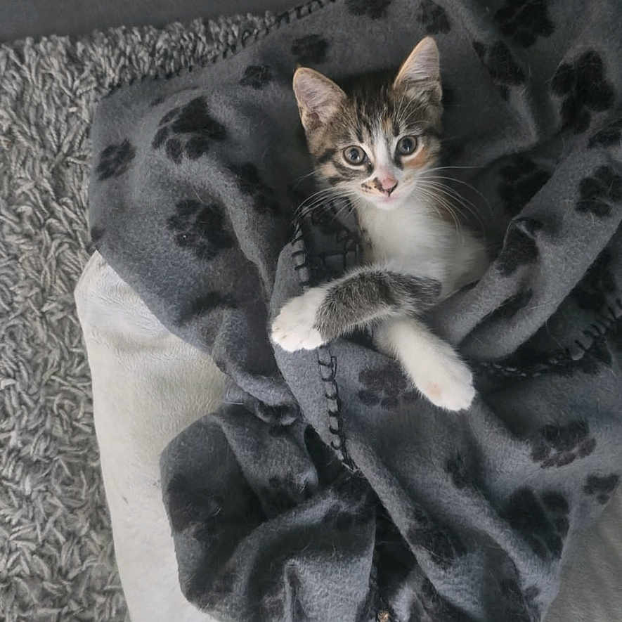 Chacha participe au concours pour gagner de l'argent avec cette photo : animal, blanket, carpet, cat, cozy, curious, cushion, cute, feline, floor, fur, grey_blanket, indoor, kitten, paw_prints, pet, relaxing, small, whiskers, young