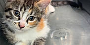 Chacha a rejoint le concours — aidez-le/la à gagner de superbes lots ! kitten, cat, calico, pet, animal, cute, fur, whiskers, ears, paws, indoor, basket, gray, plastic, young, small, resting, curious, adorable, feline