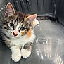 kitten, cat, calico, pet, animal, cute, fur, whiskers, ears, paws, indoor, basket, gray, plastic, young, small, resting, curious, adorable, feline