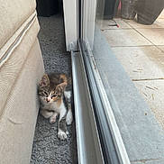 Chacha a rejoint le concours — aidez-le/la à gagner de superbes lots ! kitten, cat, indoor, couch, carpet, glass_door, window, pet, animal, curious, resting, feline, cozy, home, floor, plant, potted_plant, checkered_cloth, daylight, quiet