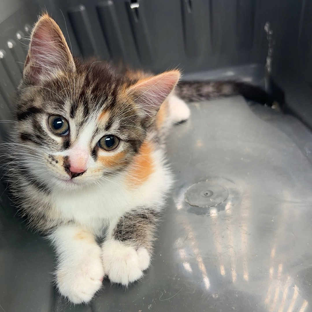 Chacha a rejoint le concours — aidez-le/la à gagner de superbes lots ! adorable, animal, basket, calico, cat, curious, cute, ears, feline, fur, gray, indoor, kitten, paws, pet, plastic, resting, small, whiskers, young