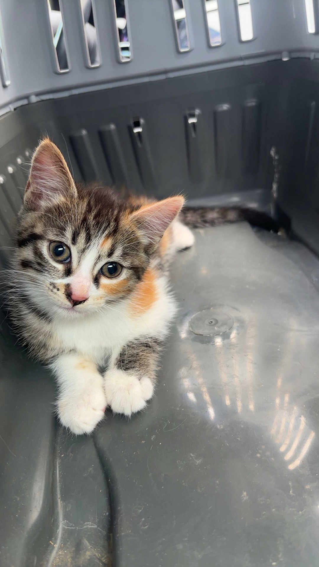 Chacha a rejoint le concours — aidez-le/la à gagner de superbes lots ! kitten, cat, calico, pet, animal, cute, fur, whiskers, ears, paws, indoor, basket, gray, plastic, young, small, resting, curious, adorable, feline