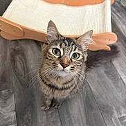 Bella is registered to the contest to win money with this photo: animal, cat, close_up, cute, feline, green_eyes, hammock, home, indoors, looking_at_camera, pet, pet_bed, photography, pointed_ears, portrait, standing, striped_fur, tabby_cat, whiskers, wooden_floor