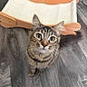 animal, cat, close_up, cute, feline, green_eyes, hammock, home, indoors, looking_at_camera, pet, pet_bed, photography, pointed_ears, portrait, standing, striped_fur, tabby_cat, whiskers, wooden_floor