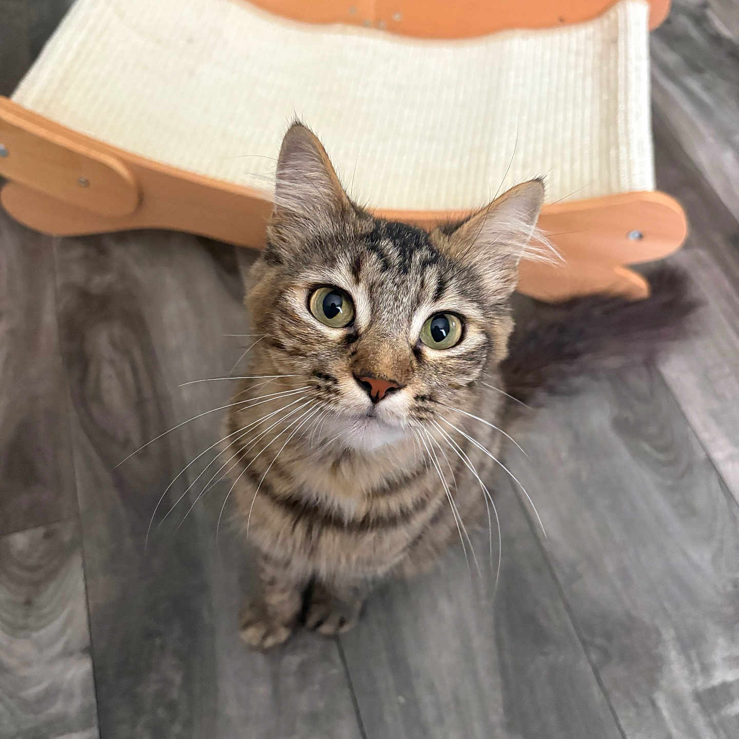 Bella