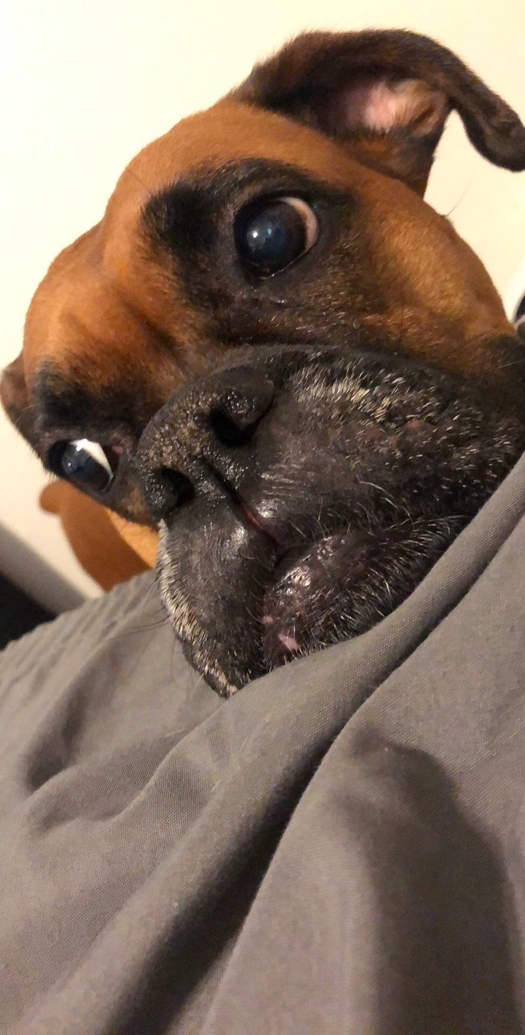 Bella joined the competition — help win amazing prizes! black_mouth_cur, boxer, bullmastiff, canidae, carnivore, companion_dog, dog, dog_breed, fawn, nose, puggle, snout, whiskers