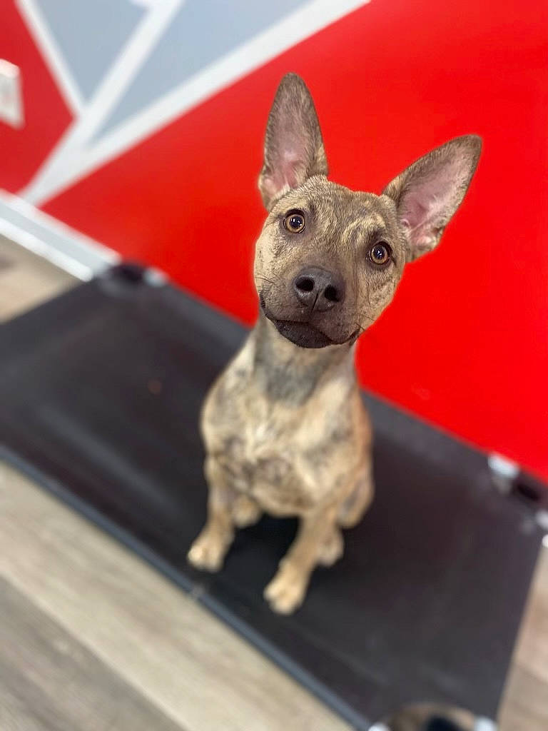 Cypress is registered to the contest to win money with this photo: art, canidae, carmine, carnivore, companion_dog, dog, dog_breed, ear, fawn, grey, sculpture, snout, sporting_group, tail, terrestrial_animal, toy, toy_dog, whiskers, wood, working_animal