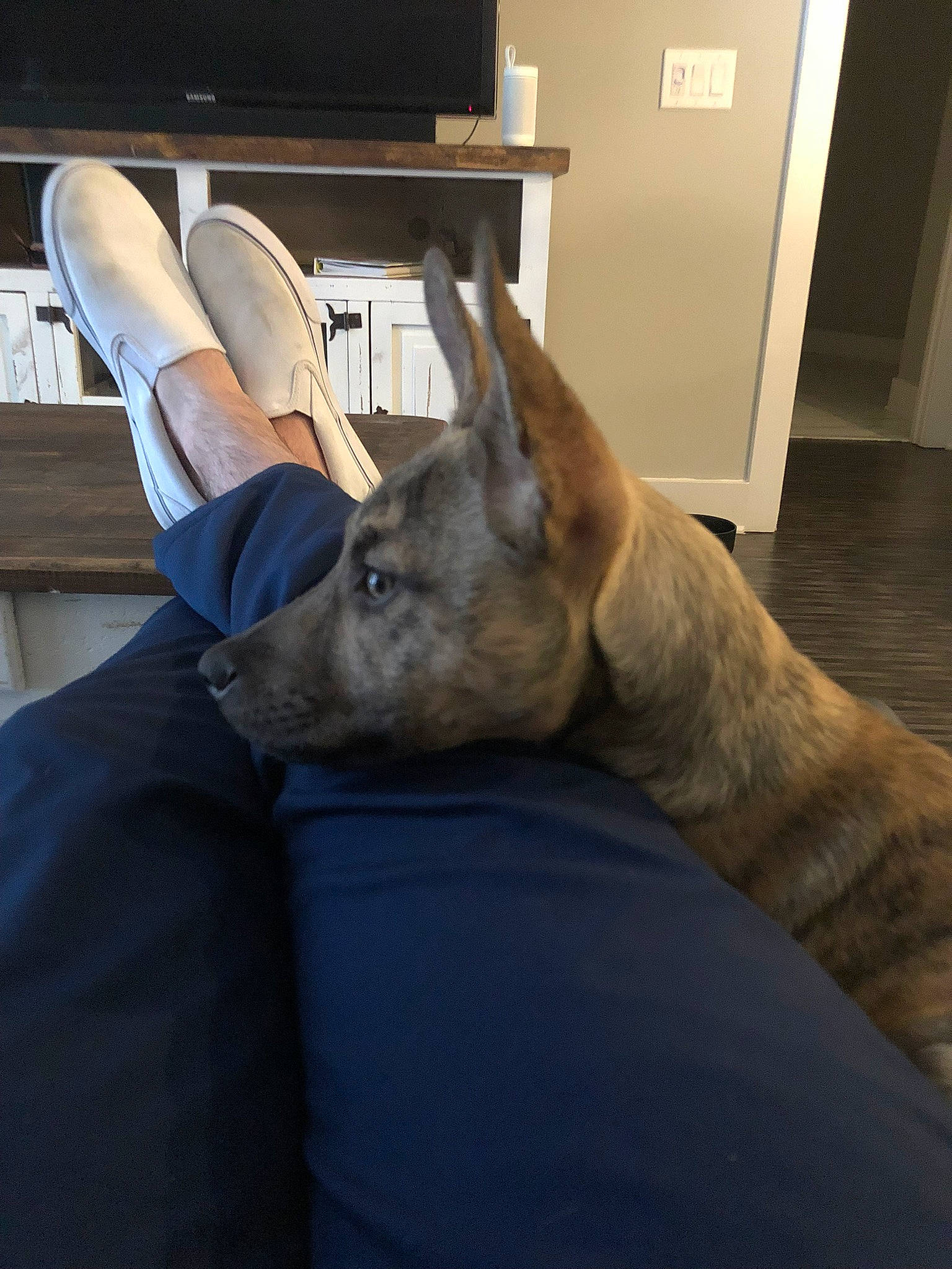 Cypress is registered to the contest to win money with this photo: canidae, carnivore, comfort, companion_dog, dog, dog_breed, door, ear, fawn, felidae, fur, gesture, hardwood, human_leg, room, snout, terrestrial_animal, whiskers, wood, working_animal