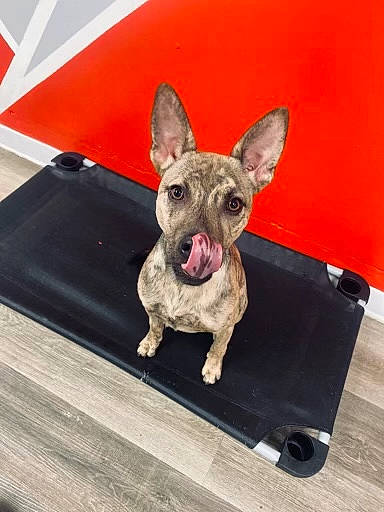Cypress joined the competition — help win amazing prizes! canidae, carnivore, collar, companion_dog, dog, dog_breed, dog_collar, dog_supply, ear, fawn, flooring, french_bulldog, hardwood, non_sporting_group, snout, sporting_group, toy_dog, whiskers, wood, working_animal