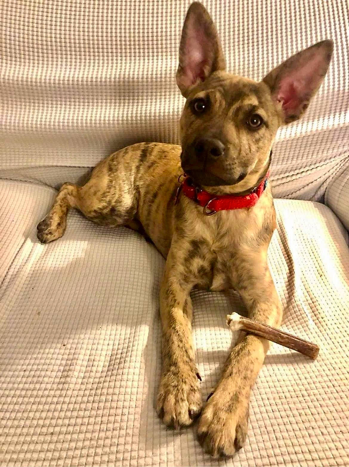 Cypress joined the competition — help win amazing prizes! biting, canidae, carnivore, collar, companion_dog, dog, dog_breed, dog_collar, dog_supply, fawn, liver, mexican_hairless_dog, pet_supply, snout, sporting_group, tail, terrestrial_animal, toy_dog, whiskers, working_animal