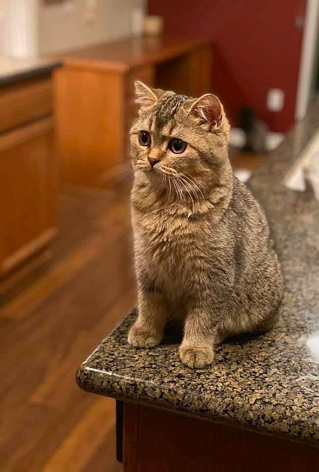 Gordon is registered to the contest to win money with this photo: art, carnivore, cat, domestic_short_haired_cat, fawn, felidae, flooring, fur, grey, hardwood, plank, small_to_medium_sized_cats, snout, table, tail, varnish, whiskers, window, wood, wood_stain