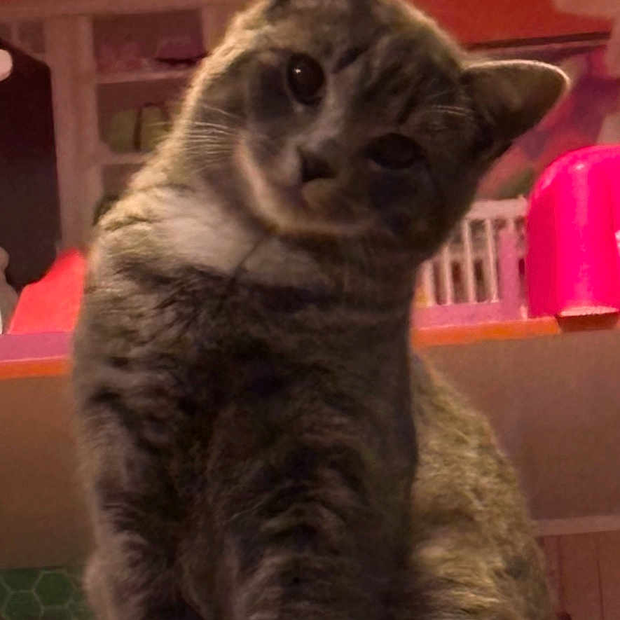 Smokey joined the competition — help win amazing prizes! animal, blurred_background, cat, closeup, cozy, curious, domestic, ears, eyes, face, feline, furry, head_tilt, indoor, pet, shelf, sitting, tabby, texture, whiskers