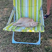 Simba a rejoint le concours — aidez-le/la à gagner de superbes lots ! cat, lawn_chair, striped_chair, outdoor, grass, sunlight, person, legs, red_shorts, black_slides, relaxed, pet, animal, summer, daytime, nature, resting, feline, backyard, casual