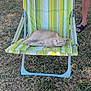 cat, lawn_chair, striped_chair, outdoor, grass, sunlight, person, legs, red_shorts, black_slides, relaxed, pet, animal, summer, daytime, nature, resting, feline, backyard, casual