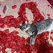 Camilo is registered to the contest to win money with this photo: cat, gray_tabby, rose_petals, heart_shape, lying_down, fluffy, romantic, cozy, indoor, patterned_surface, pet, animal, relaxed, soft_fur, cute, love, decoration, close_up, resting, feline