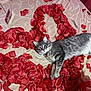 cat, gray_tabby, rose_petals, heart_shape, lying_down, fluffy, romantic, cozy, indoor, patterned_surface, pet, animal, relaxed, soft_fur, cute, love, decoration, close_up, resting, feline