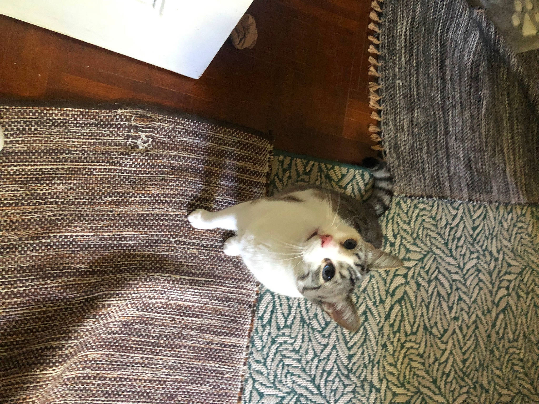 Nani participe au concours pour gagner de l'argent avec cette photo : carnivore, cat, comfort, companion_dog, dog_breed, domestic_short_haired_cat, fawn, felidae, floor, flooring, grey, hardwood, paw, small_to_medium_sized_cats, snout, sporting_group, tail, toy_dog, whiskers, wood