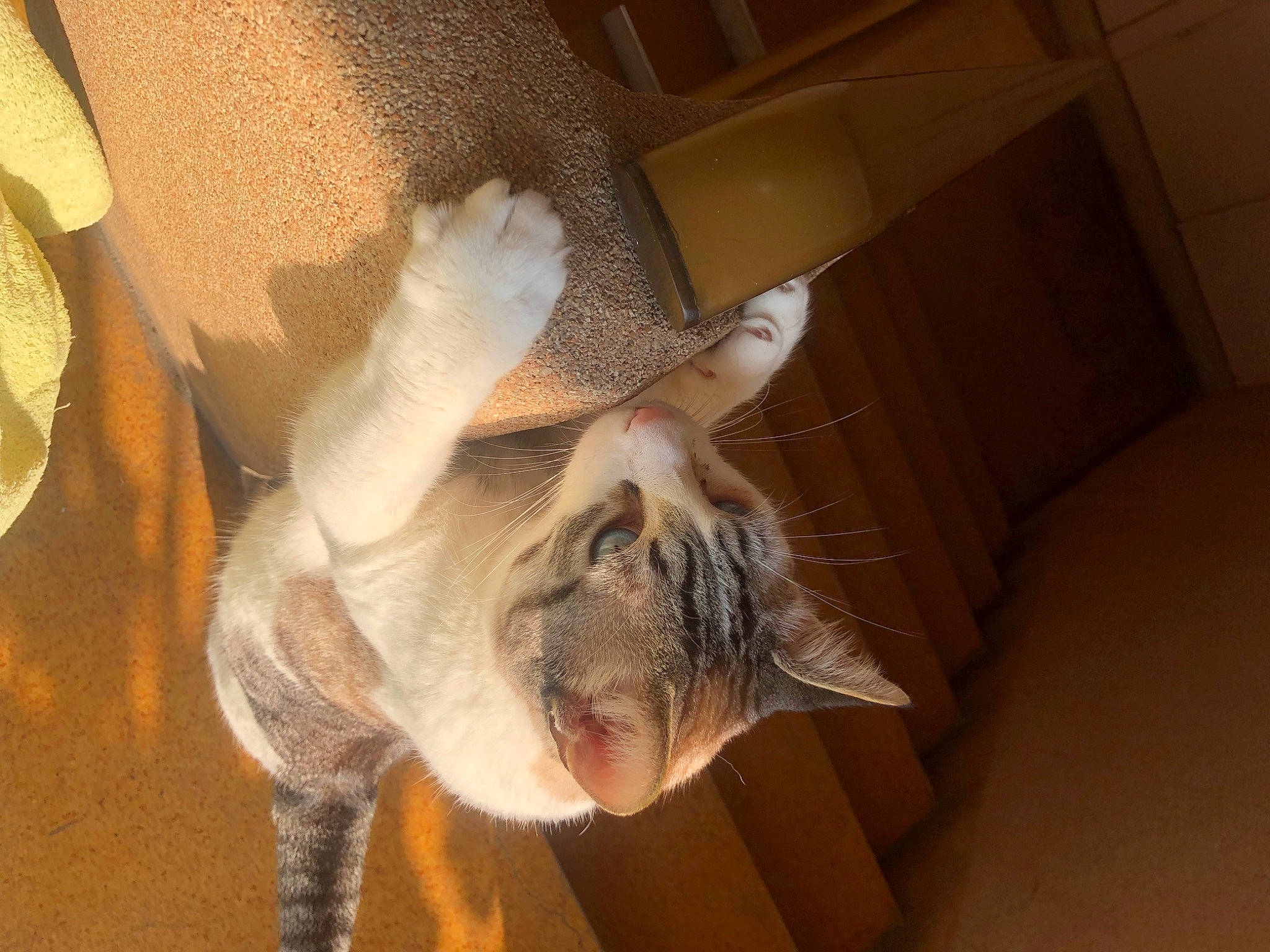 Nani a rejoint le concours — aidez-le/la à gagner de superbes lots ! carnivore, comfort, companion_dog, dog_breed, ear, fawn, felidae, flooring, foot, fur, gesture, human_leg, paw, small_to_medium_sized_cats, snout, tail, terrestrial_animal, whiskers, wood, wrinkle