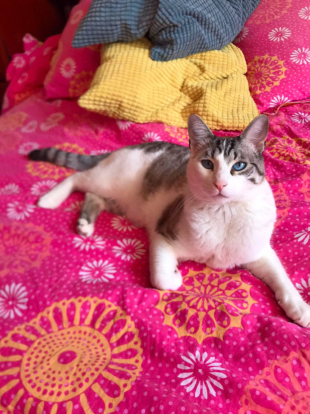 Nani a rejoint le concours — aidez-le/la à gagner de superbes lots ! asian, carnivore, cat, design, domestic_short_haired_cat, european_shorthair, fawn, felidae, kitten, mammal, pattern, pink, quilt, singapura, small_to_medium_sized_cats, whiskers