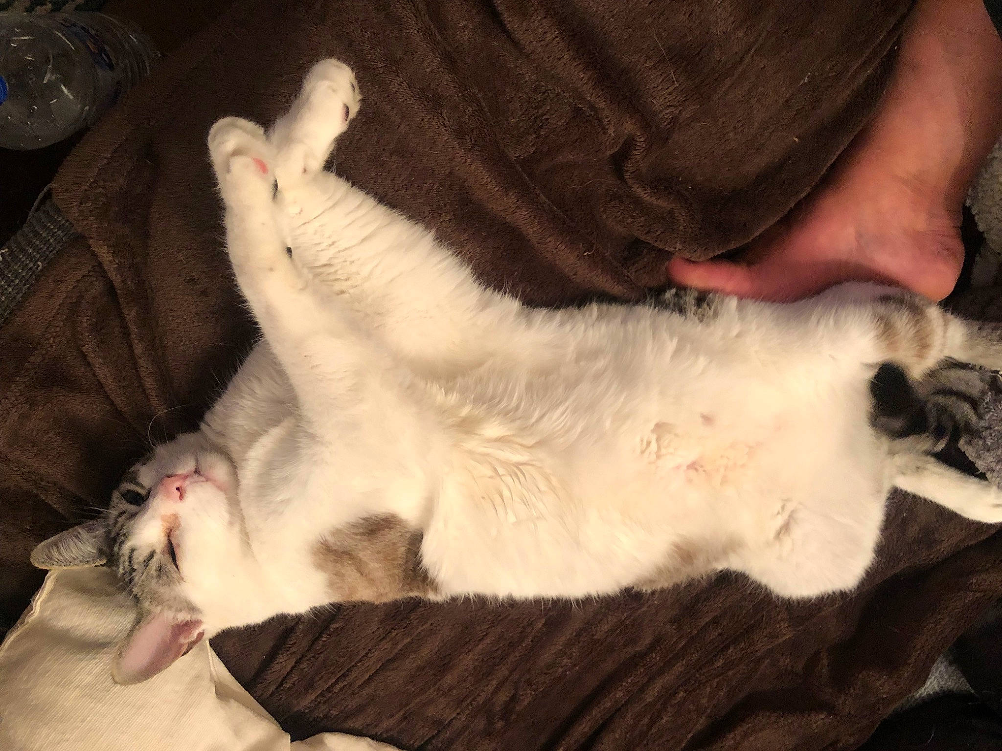 Nani a rejoint le concours — aidez-le/la à gagner de superbes lots ! canidae, carnivore, cat, claw, comfort, companion_dog, dog_breed, domestic_short_haired_cat, ear, fawn, felidae, fur, gesture, lap, nap, paw, small_to_medium_sized_cats, snout, tail, whiskers