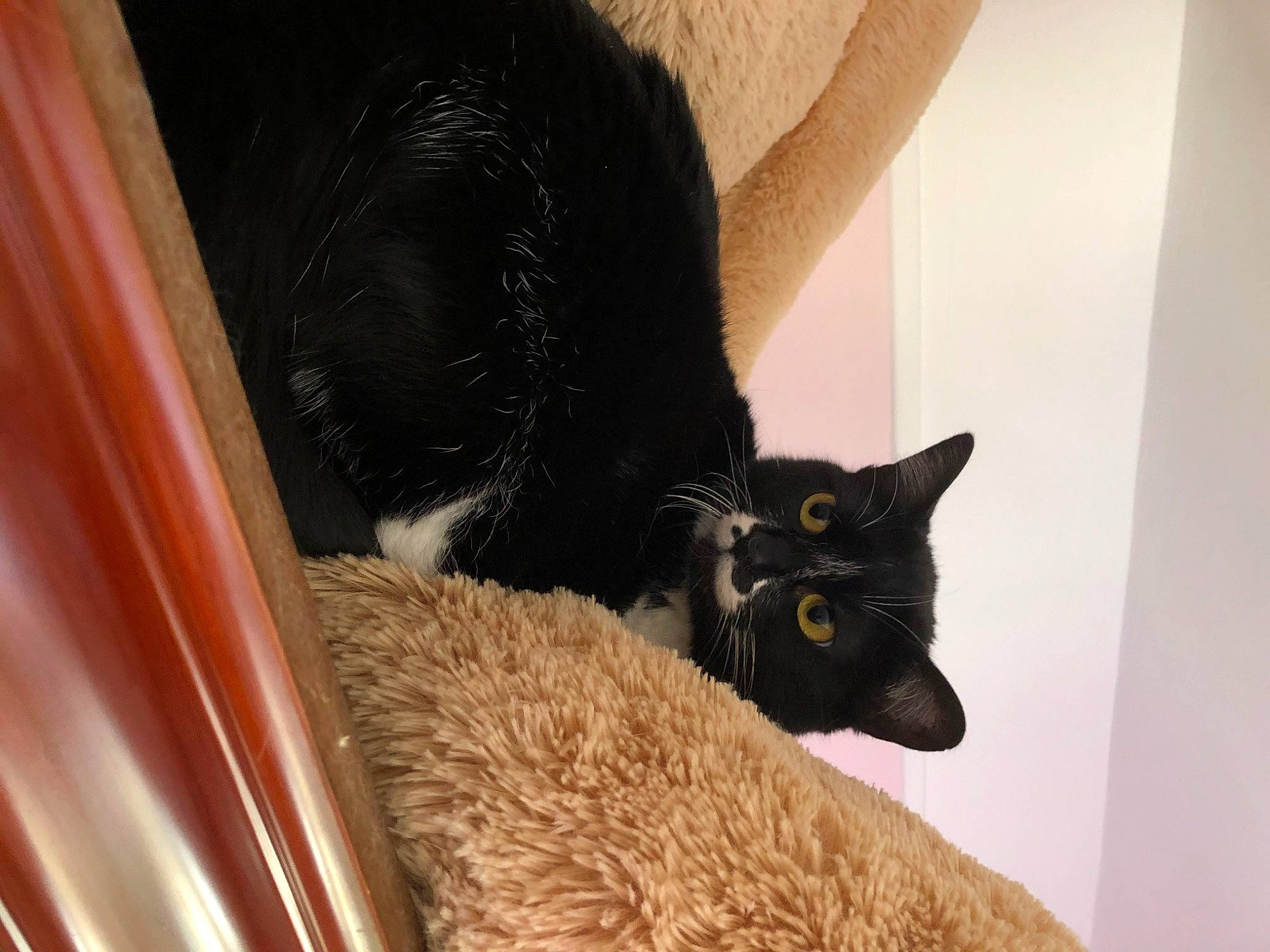 Caïpi participe au concours pour gagner de l'argent avec cette photo : asian, black, black_cat, bombay, carnivore, cat, domestic_short_haired_cat, felidae, fur, mammal, small_to_medium_sized_cats, whiskers