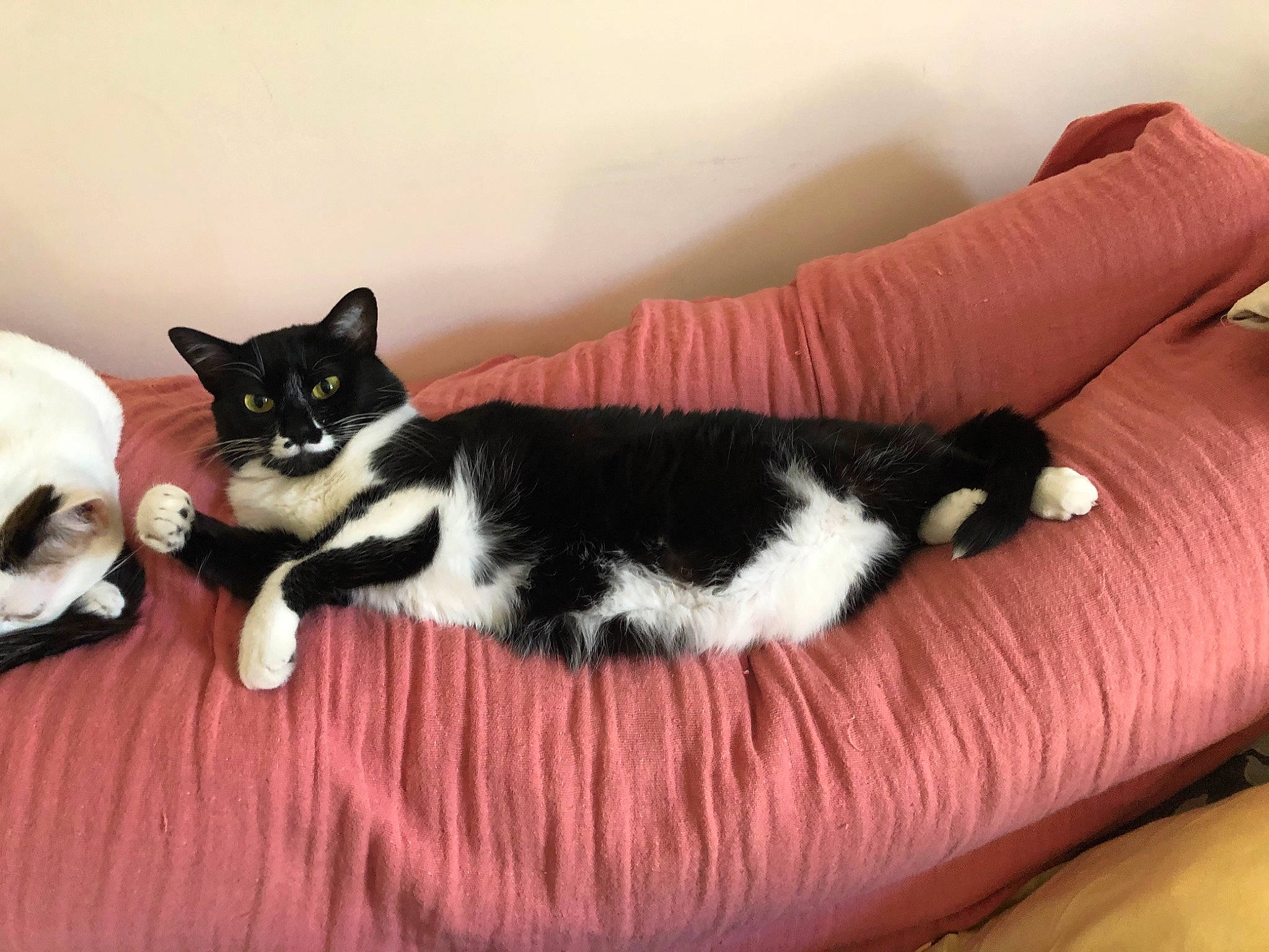 Caïpi participe au concours pour gagner de l'argent avec cette photo : american_shorthair, american_wirehair, black_cat, canidae, carnivore, cat, domestic_short_haired_cat, european_shorthair, felidae, fur, japanese_bobtail, kitten, mammal, paw, polydactyl_cat, skin, small_to_medium_sized_cats, tail, whiskers