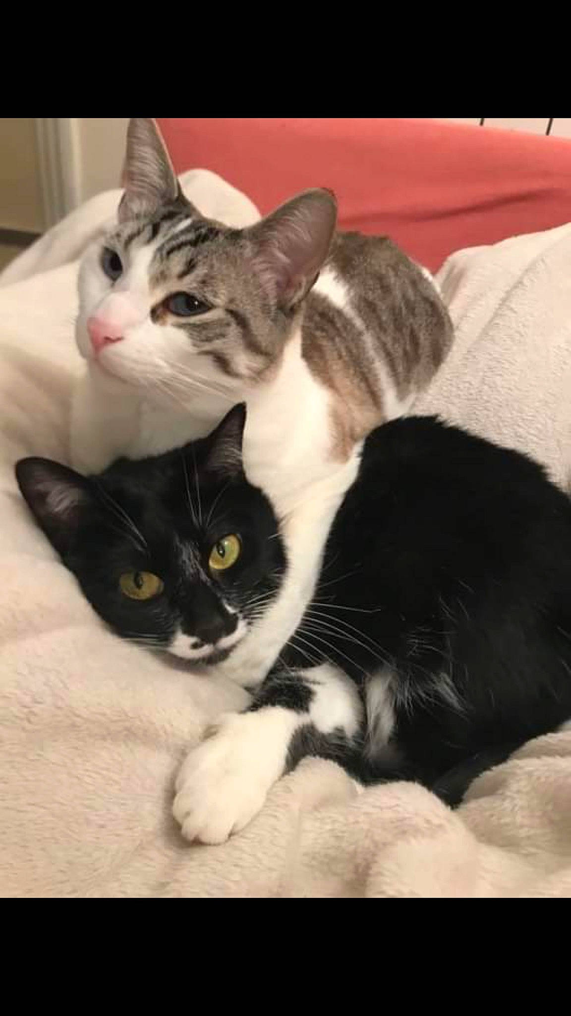 Caïpi a rejoint le concours — aidez-le/la à gagner de superbes lots ! aegean_cat, american_shorthair, american_wirehair, asian, black_and_white, carnivore, cat, domestic_short_haired_cat, european_shorthair, felidae, kitten, mammal, paw, polydactyl_cat, small_to_medium_sized_cats, vertebrate, whiskers