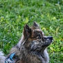 Bretzel participe au concours pour gagner de l'argent avec cette photo : dog, fluffy, fur, outdoor, grass, green, animal, pet, canine, portrait, side_view, harness, nature, muzzle, ears, alert, daylight, closeup, mammal, looking