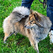 Bretzel a rejoint le concours — aidez-le/la à gagner de superbes lots ! dog, fluffy, grass, outdoor, pet, animal, canine, curled_tail, jeans, sneakers, walking, leash, nature, fur, side_view, alert, person, footwear, greenery, daylight