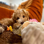 Maple joined the competition — help win amazing prizes! puppy, dog, curly_fur, brown_fur, plush_toy, blanket, cozy, indoor, pet, cute, soft_texture, cushion, orange, relaxed, animal, fur, lying_down, close_up, home, adorable